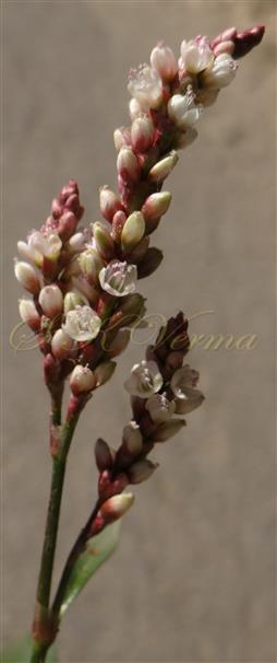  Inflorescence